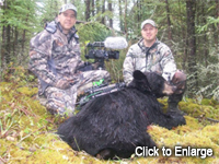 Manitoba Bear with Rocket Ryan Litwin