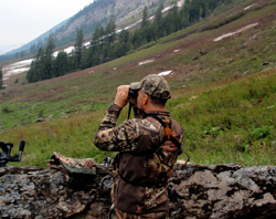 mule deer